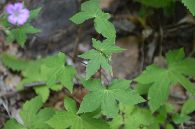Geranium nodosum